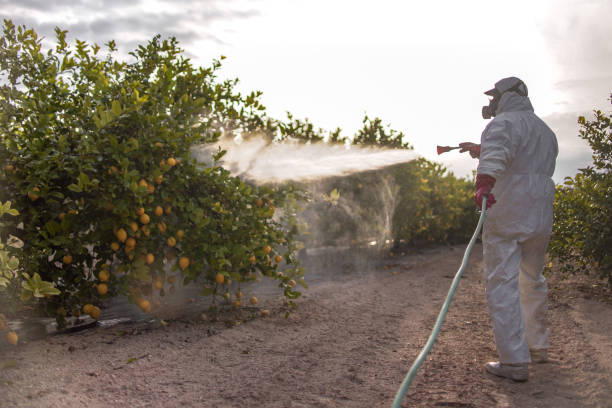 Best Termite Control Services  in Campbellsport, WI
